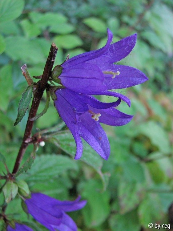 Nesselblättrige Glockenblume (Campanula trachelium)