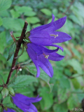 Nesselblättrige Glockenblume (Campanula trachelium)