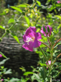 Zottiges Weidenröschen (Epilobium hirsutum)