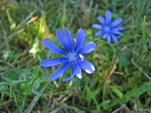 Gemeine Wegwarte (Cichorium intybus)