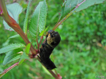 Raupe des Mittleren Weinschwärmers (Deilephila elpenor) an Drüsigem Springkraut (Impatiens glandulifera)