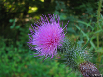 Gemeine Kratzdistel (Cirsium vulgare)