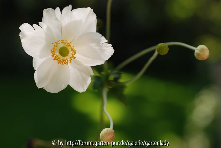 Anemonentanz