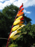 Mina lobata Sternwinde