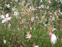 Gaura1.jpg
