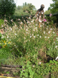 Gaura 2.jpg