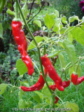 peterpepper.jpg