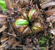 Matteuccia struthiopteris