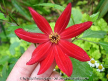 Dahlia atropurpurea I