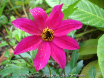 Dahlia atropurpurea I