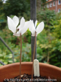 graecum f. alba - 2007
