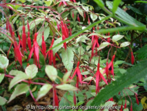 Fuchsia magellanica 'Versicolor' - 2007