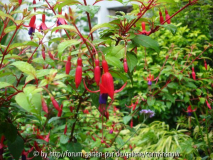 Fuchsia 'Genii' - 2007 I