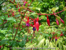 Fuchsia 'Genii' - 2007 II