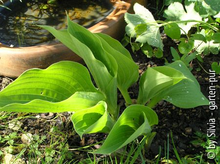 Hosta gruen 1