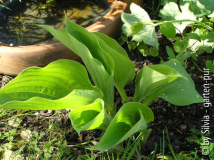 Hosta gruen 1