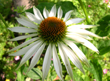 Echinacea White Swan.jpg