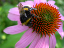 Echinacea.jpg