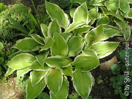 Weißrand-Hosta