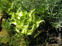 Hosta un. 'Univittata' sonnig