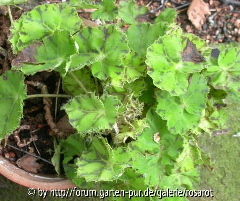 Begonia boweri Hybr.