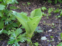 Hosta s. 'Frances Williams'
