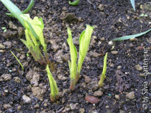 Hosta un. 'Univittata' schattig