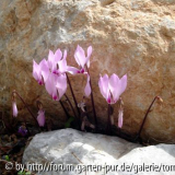 cyclamen c.jpg