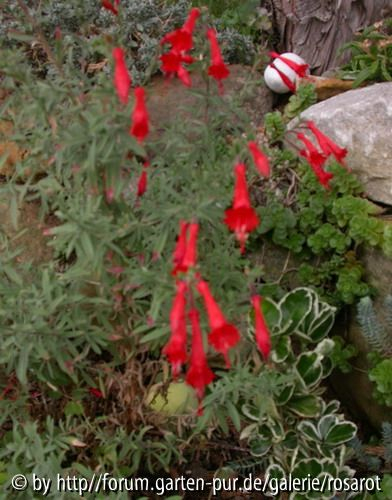 Zauschneria