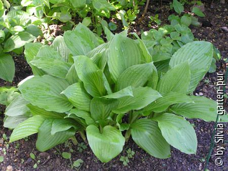Hosta gruen unbek