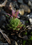 Spempervivum