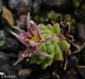 Sempervivum von oben