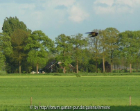 Rauchschwalbe im Niedrigflug