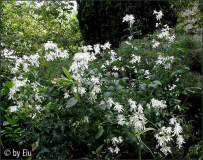 Clematis recta x terniflora 'Pamela'