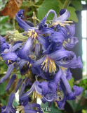 Clematis tubulosa Wyevale.jpg