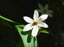 Clematis hexapetala .JPG
