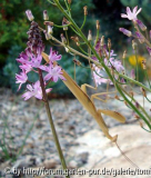 scilla autumnalis 07.jpg