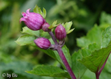 Clematis urticifolia