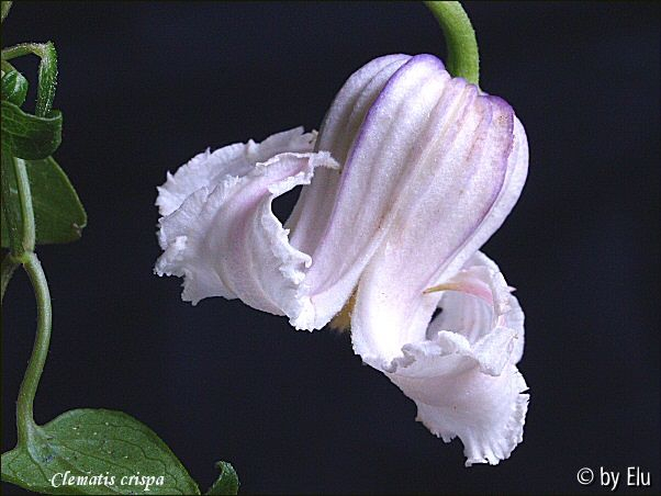 Clematis crispa