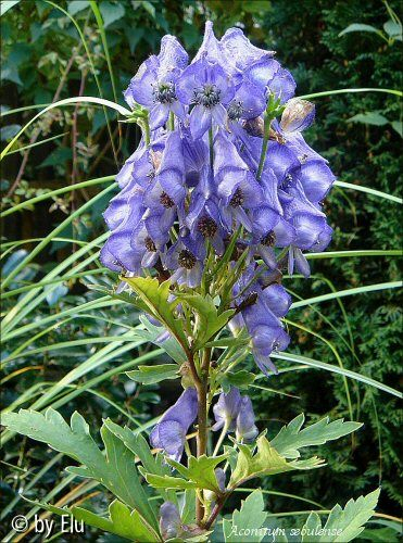 Aconitum seoulense