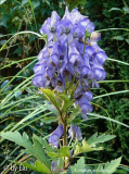 Aconitum seoulense