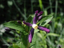 Clematis aromatica