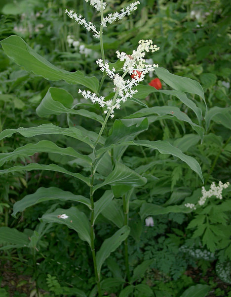 Smilacina racemosa - Habitus