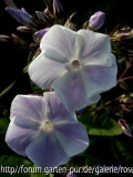 Prospero - Phlox paniculata