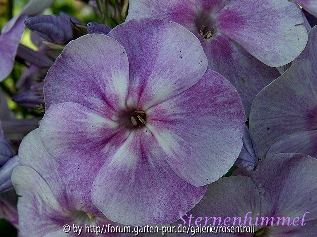 Sternhimmel - Phlox paniculata
