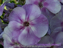 Sternhimmel - Phlox paniculata