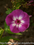 Uspecht - Phlox paniculata