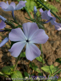 Virginia Lady - Phlox divaricate