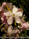 Wucherphlox
