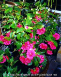 Rosedales Beauty